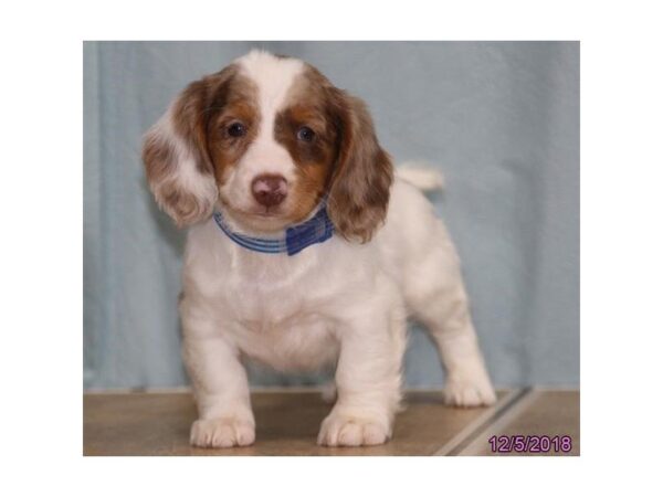 Dachshund DOG Male White 5250 Petland Montgomery, Alabama