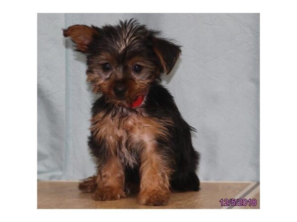 Yorkshire Terrier DOG Female Blue / Gold 5251 Petland Montgomery, Alabama