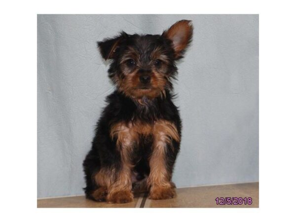 Yorkshire Terrier DOG Male Blue / Gold 5252 Petland Montgomery, Alabama