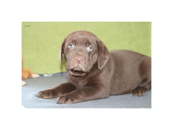 Labrador Retriever DOG Male Chocolate 5254 Petland Montgomery, Alabama