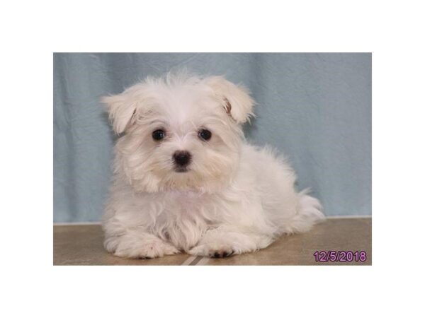 Maltese DOG Female White 5255 Petland Montgomery, Alabama