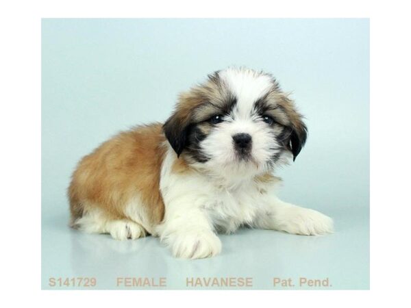 Havanese DOG Female BLK:WH MKGS 5265 Petland Montgomery, Alabama