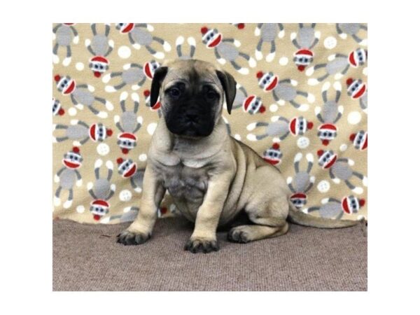 Bullmastiff-DOG-Female-Fawn-5257-Petland Montgomery, Alabama