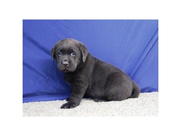 Labrador Retriever DOG Female Chocolate 5258 Petland Montgomery, Alabama