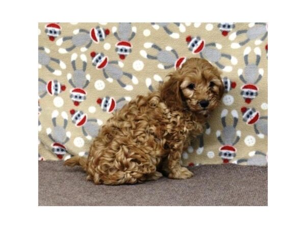 Goldendoodle Mini 2nd Gen-DOG-Female-Golden-5259-Petland Montgomery, Alabama