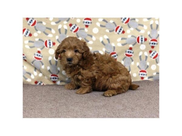 Goldendoodle Mini 2nd Gen DOG Male Golden 5260 Petland Montgomery, Alabama