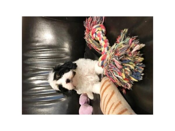 Cavalier King/Poodle DOG Male Tri-Colored 5261 Petland Montgomery, Alabama