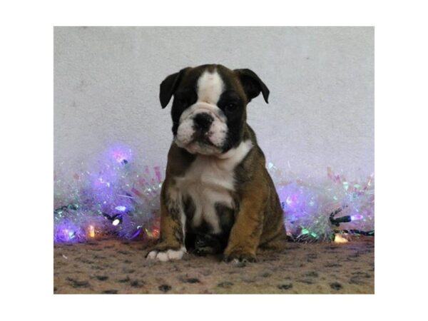 English Bulldog DOG Male Brindle / White 5264 Petland Montgomery, Alabama