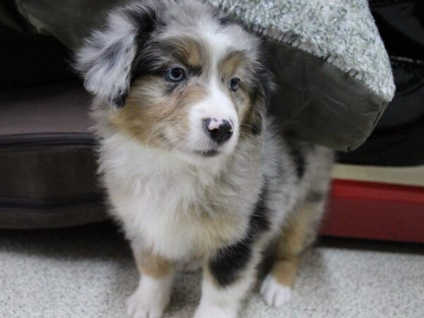 Mini Australian Shepherd DOG Male blue merle 5266 Petland Montgomery, Alabama