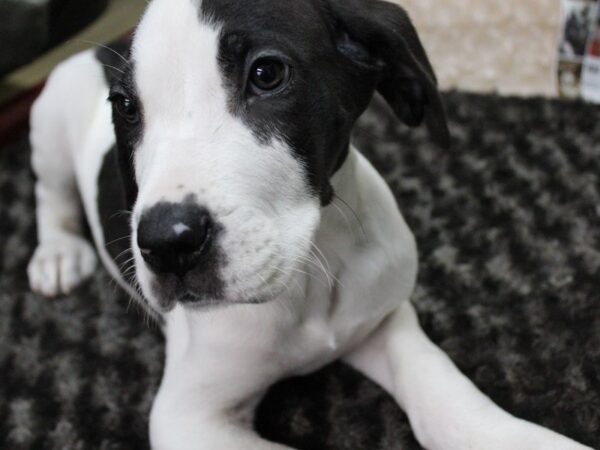 Great Dane DOG Male Harlequin 5253 Petland Montgomery, Alabama