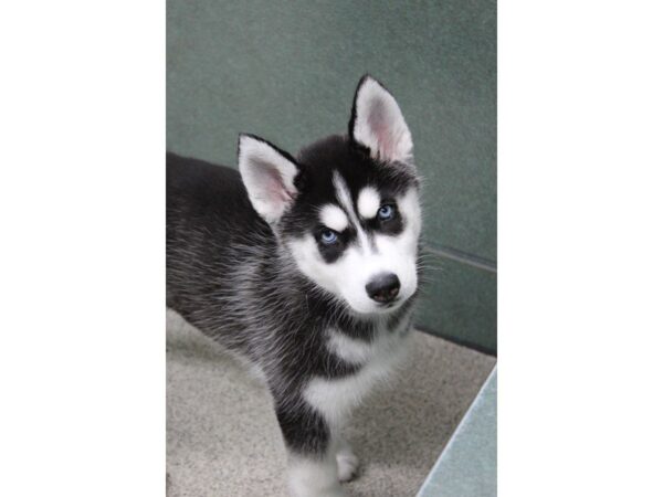 Siberian Husky DOG Female Black / White 5248 Petland Montgomery, Alabama