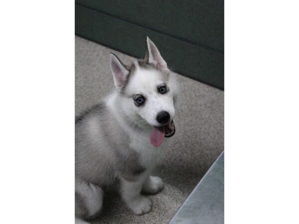 Siberian Husky-DOG-Female-Gray / White-5256-Petland Montgomery, Alabama