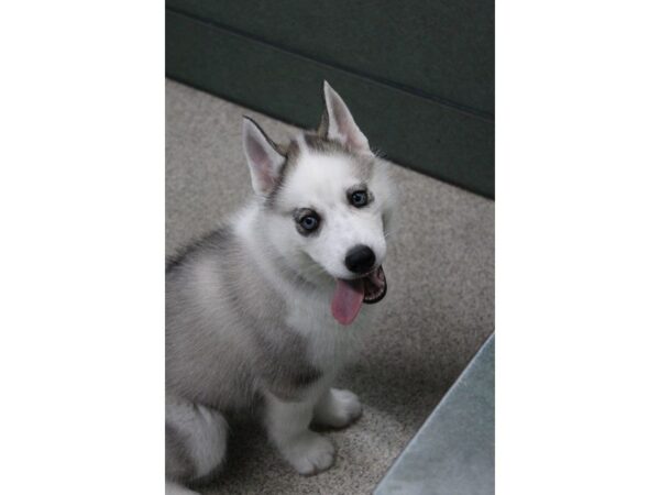 Siberian Husky DOG Female Gray / White 5256 Petland Montgomery, Alabama