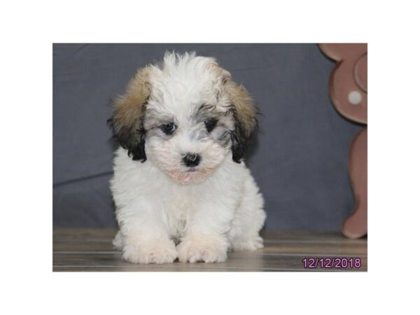 Havanese DOG Male White / Sable 5274 Petland Montgomery, Alabama