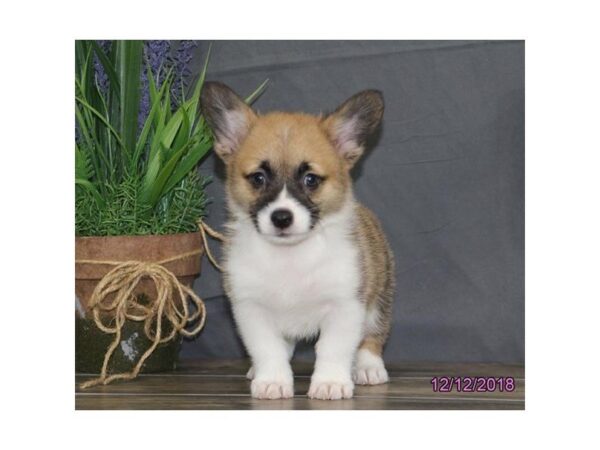 Pembroke Welsh Corgi DOG Female Red / White 5273 Petland Montgomery, Alabama