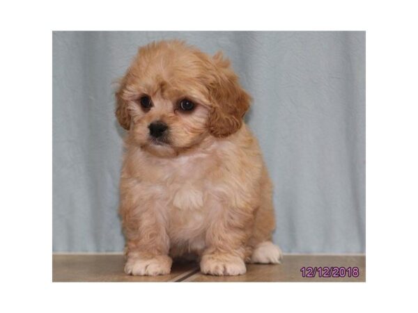 Cavachon DOG Female Tan 5271 Petland Montgomery, Alabama