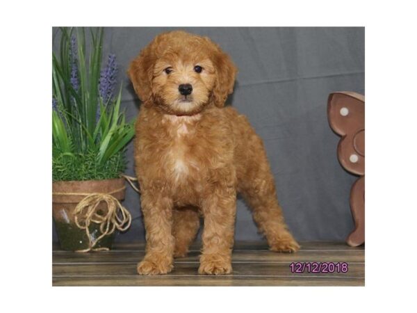 Goldendoodle Mini 2nd Gen-DOG-Female-Apricot-5269-Petland Montgomery, Alabama