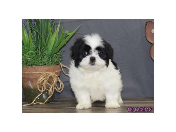Shih Tzu-DOG-Male-Black / White-5267-Petland Montgomery, Alabama