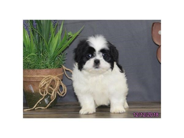 Shih Tzu DOG Male Black / White 5267 Petland Montgomery, Alabama