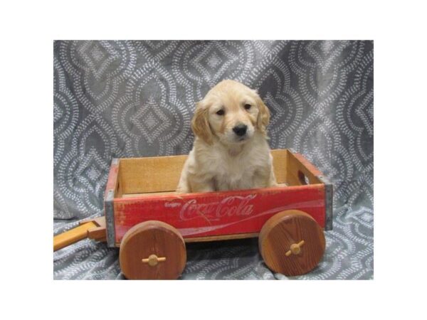 Golden Retriever DOG Male Light Golden 5277 Petland Montgomery, Alabama