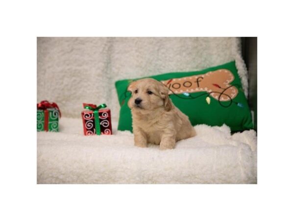 Goldendoodle Mini DOG Female Golden 5276 Petland Montgomery, Alabama