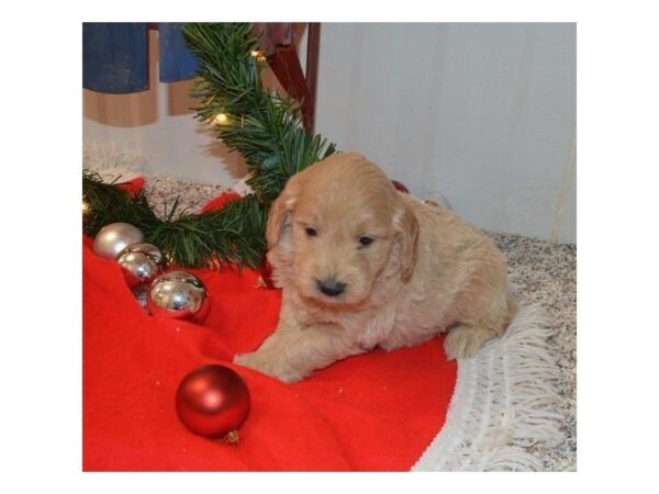 Goldendoodle Mini DOG Male Golden 5275 Petland Montgomery, Alabama