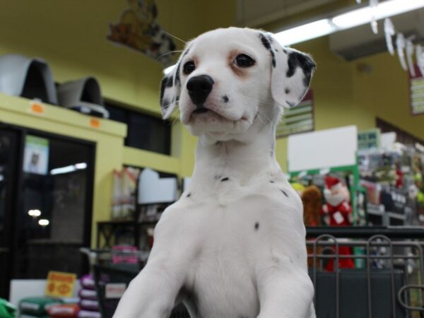 Dalmatian DOG Female White / Black 5270 Petland Montgomery, Alabama