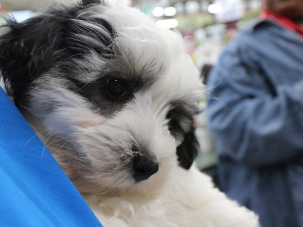 Havanese DOG Male White / Black 5268 Petland Montgomery, Alabama