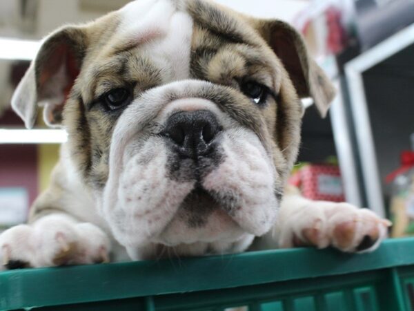 English Bulldog DOG Male FN & BRDL:WH MKGS 5278 Petland Montgomery, Alabama