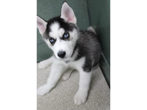 Siberian Husky DOG Male Black / White 5272 Petland Montgomery, Alabama