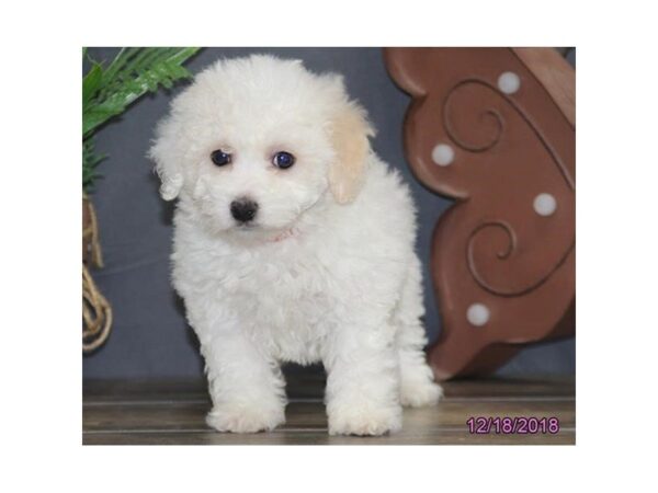 Bichon Frise DOG Female White 5282 Petland Montgomery, Alabama