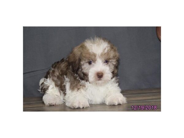 Havanese DOG Male Chocolate 5283 Petland Montgomery, Alabama