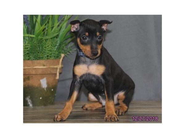 Miniature Pinscher-DOG-Male-Black / Tan-5286-Petland Montgomery, Alabama