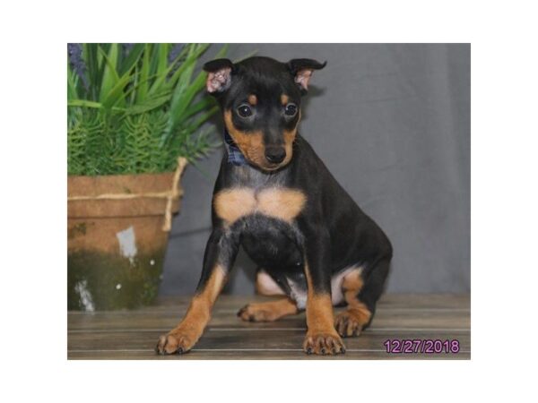 Miniature Pinscher DOG Male Black / Tan 5286 Petland Montgomery, Alabama