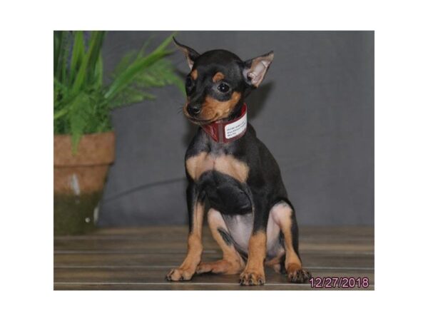 Miniature Pinscher DOG Female Black / Rust 5287 Petland Montgomery, Alabama