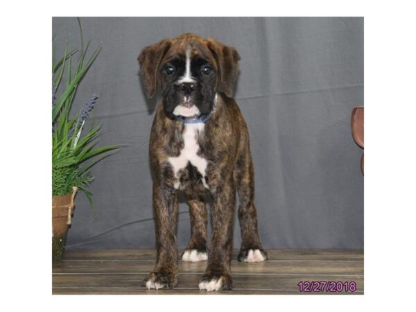 Boxer DOG Male Brindle 5288 Petland Montgomery, Alabama