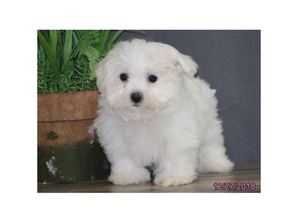 Maltese DOG Male White 5289 Petland Montgomery, Alabama