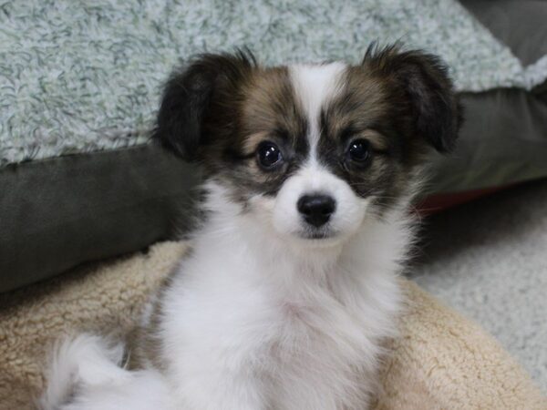 Papillon DOG Male Brown / White 5285 Petland Montgomery, Alabama