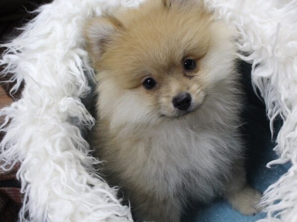 Pomeranian DOG Male Sable 5281 Petland Montgomery, Alabama