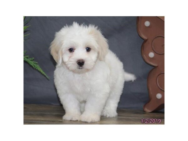 Coton De Tulear DOG Male White 5290 Petland Montgomery, Alabama