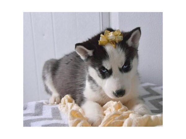 Siberian Husky DOG Female Black / White 5291 Petland Montgomery, Alabama