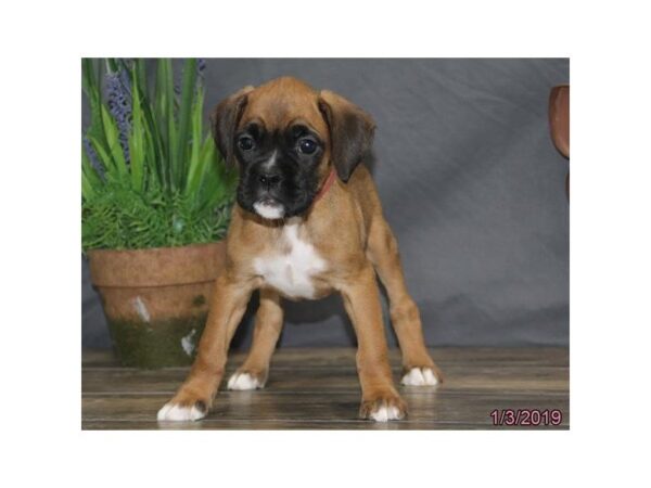 Boxer DOG Female Brindle / White 5292 Petland Montgomery, Alabama