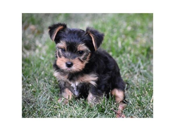Yorkshire Terrier-DOG-Male-Black / Tan-5293-Petland Montgomery, Alabama