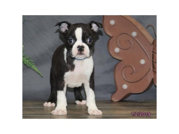 Boston Terrier-DOG-Male-Black / White-5295-Petland Montgomery, Alabama