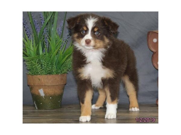 Miniature Australian Shepherd DOG Female Red / Tan 5297 Petland Montgomery, Alabama