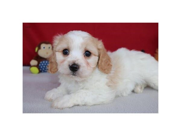 Cavachon DOG Male Tan / White 5298 Petland Montgomery, Alabama