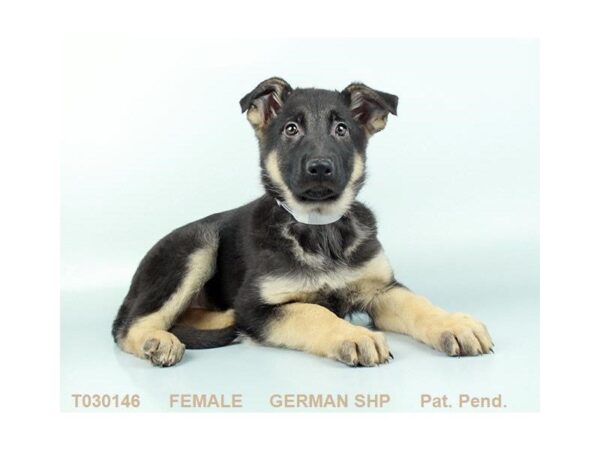 German Shepherd Dog-DOG-Female-BLK & TN-5302-Petland Montgomery, Alabama