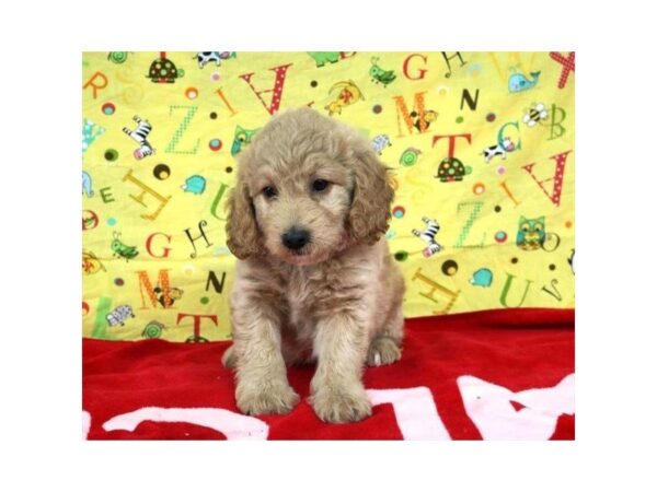 Goldendoodle Mini 2nd Gen-DOG-Male-Golden-5299-Petland Montgomery, Alabama