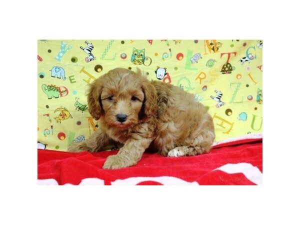 Goldendoodle Mini 2nd Gen-DOG-Male-Golden-5300-Petland Montgomery, Alabama
