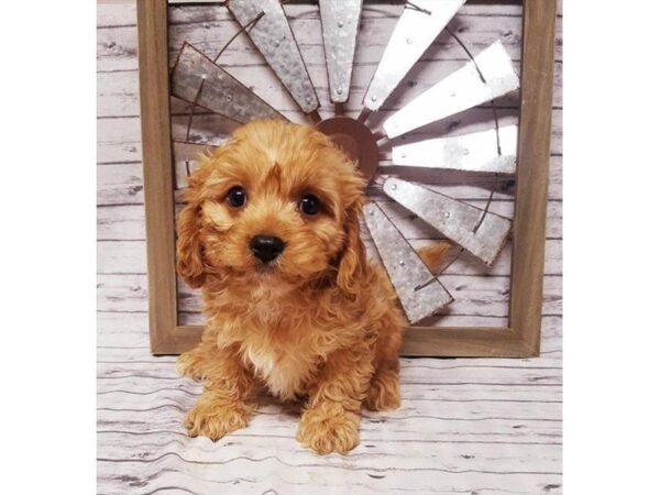Cavalier King Charles Spaniel/Miniature Poodle-DOG-Male-Apricot-5301-Petland Montgomery, Alabama